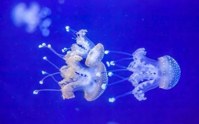 Phải xử lý như thế nào khi bị sứa biển 